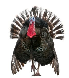 Gobble, Gobble: The 'Headless Turkey' Awards For Lawyers - Above the Law
